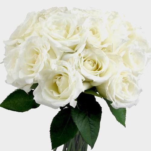 Rose Eskimo White 40cm - Wholesale - Blooms By The Box