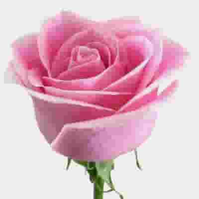 Rose Sweet Unique Soft Pink 50cm