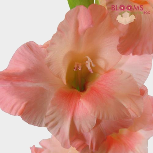 Gladiolus Fancy Peach Flower Wholesale Blooms By The Box