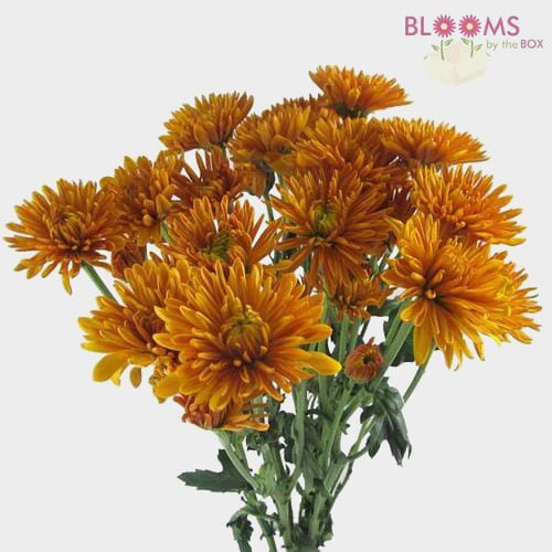 Wholesale flowers prices - buy Cushion Pompon Bronze in bulk