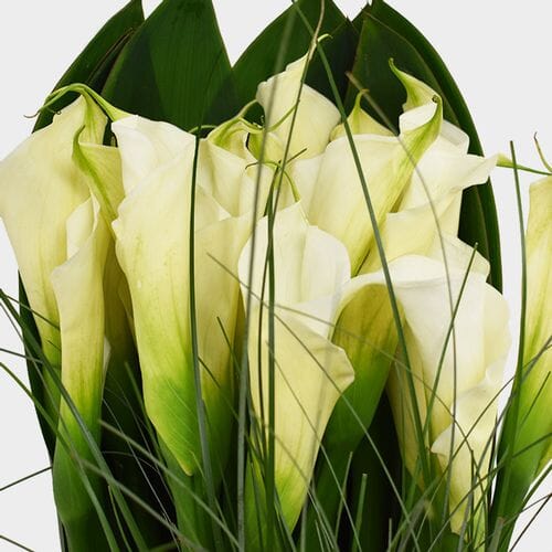 Wholesale flowers prices - buy Traditional Calla Lily DIY Wedding Pack in bulk