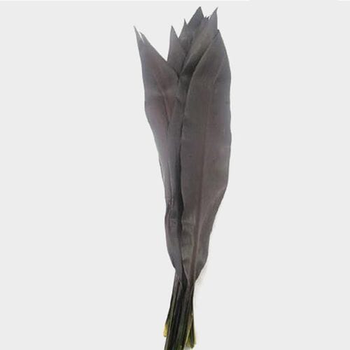 Wholesale flowers: Ti Leaves Black Magic