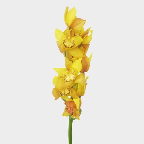 Wholesale flowers prices - buy Cymbidium Orchid Spray Yellow in bulk
