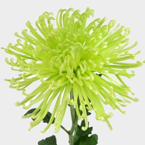 Wholesale flowers prices - buy Spider Anastasia Green Flower in bulk