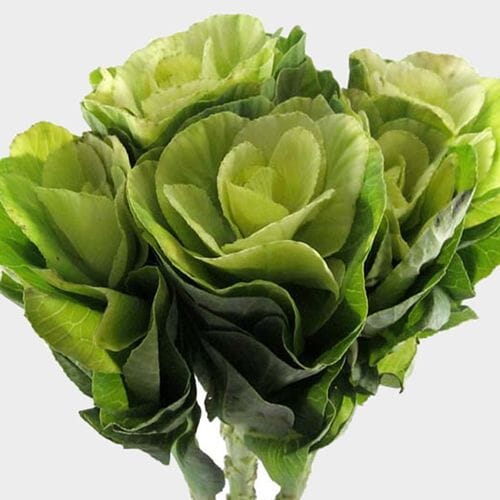 Wholesale flowers prices - buy Kale White Flower in bulk