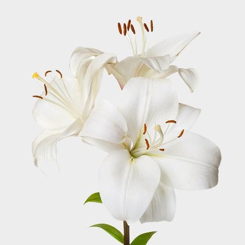 Bulk flowers online - Lily White 3-5 Blooms Flower