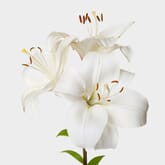 Lily White 3-5 Blooms Flower