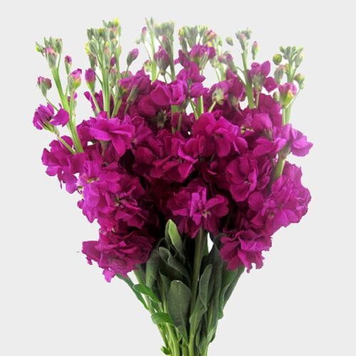 Stock Deep Pink / Fuchsia Flowers