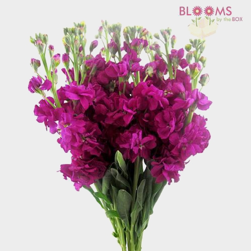 Stock Deep Pink / Fuchsia Flowers - Wholesale - Blooms By The Box