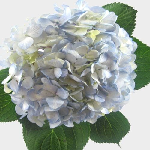 Wholesale flowers prices - buy Large Hydrangea Blue Flower in bulk