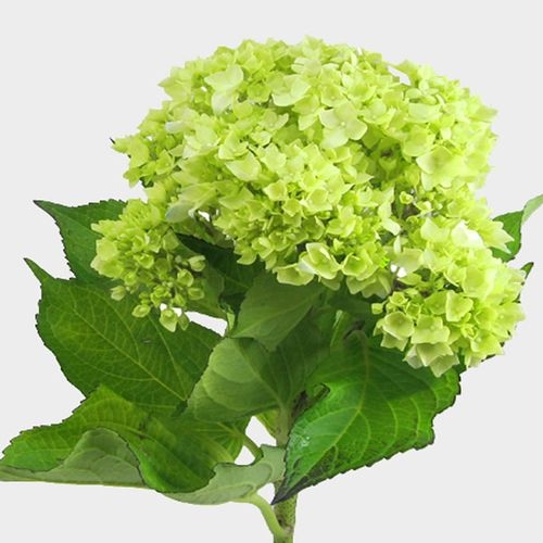 mini green hydrangea