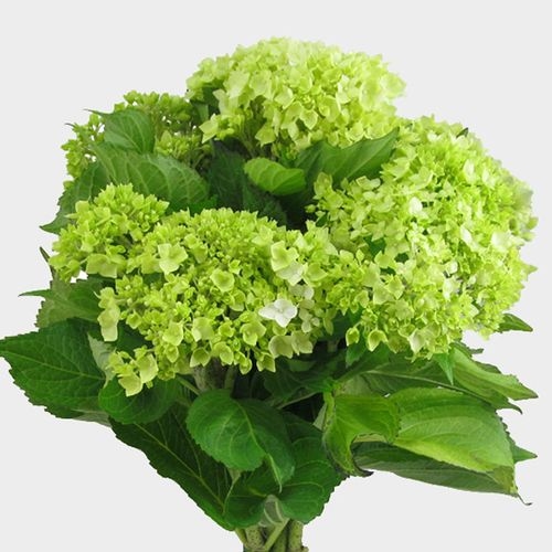 Mini Hydrangea Green Flower - Wholesale - Blooms By The Box