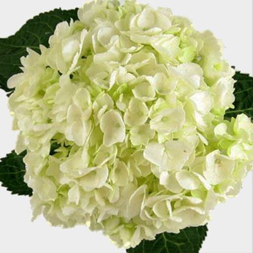 Wholesale flowers prices - buy Large Hydrangea White Flower in bulk
