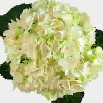 Large Hydrangea White Flower