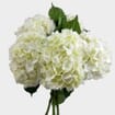 Large Hydrangea White Flower