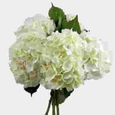 Large Hydrangea White Flower