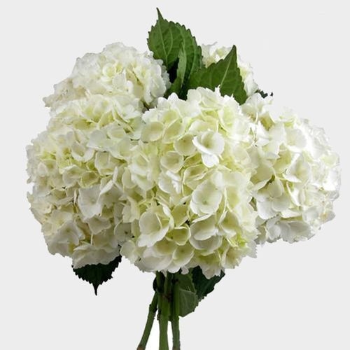 Large Hydrangea White Flower - Wholesale - Blooms By The Box