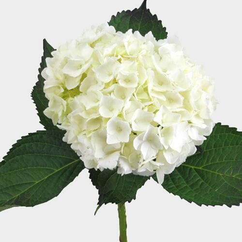 Large Hydrangea White Flower - Wholesale - Blooms By The Box