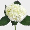 Large Hydrangea White Flower