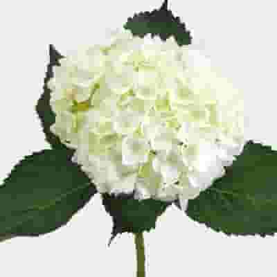 Hydrangea Beauty Hat Box – buy online or call 07879 129 266