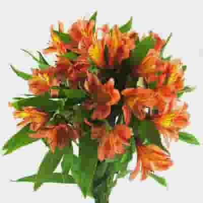 Orange Alstroemeria Flower