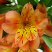 Orange Alstroemeria Flower