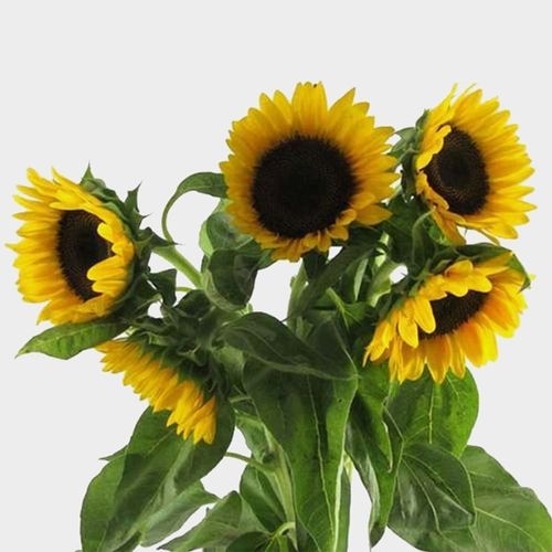 fruit of the loom sunflower yellow