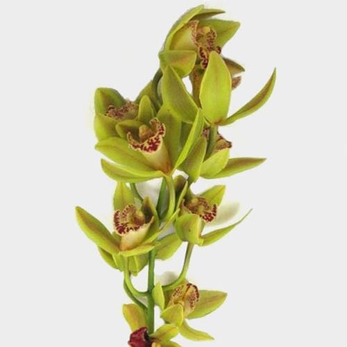 Wholesale flowers prices - buy Cymbidium Mini Green in bulk