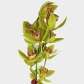 Cymbidium Mini Green