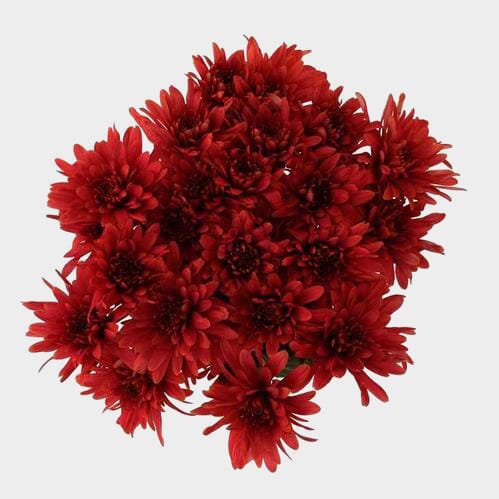 Wholesale flowers prices - buy Cushion Pompon Red Flowers in bulk