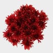 Cushion Pompon Red Flowers