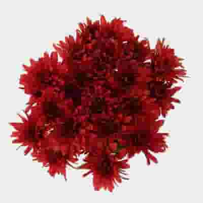 Cushion Pompon Red Flowers