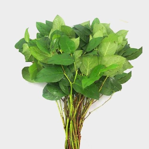 2 Stems  26 Green Artificial Lemon Leaf Branches Faux Greenery Plant