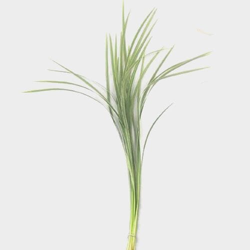 Lily Grass Variegated Greenery