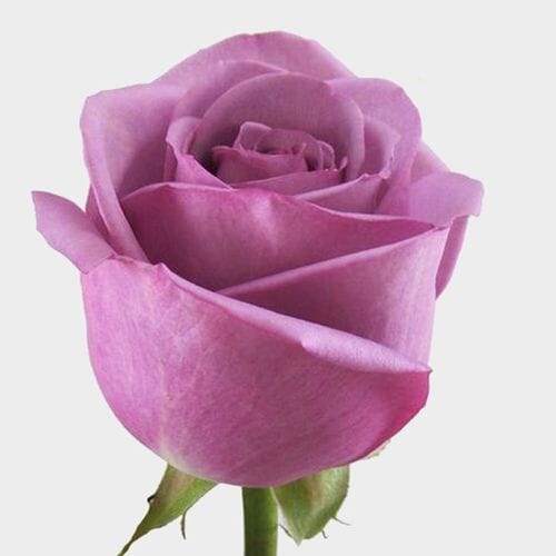 Wholesale flowers prices - buy Rose Cool Water Lavender 40cm in bulk
