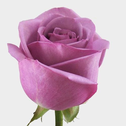 Rose Cool Water Lavender 40cm