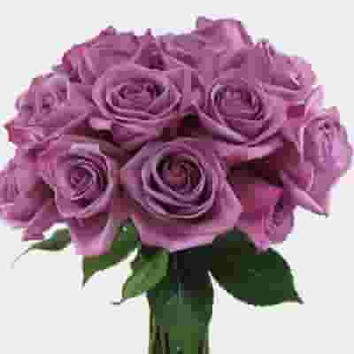 Rose Cool Water Lavender 50 Cm.