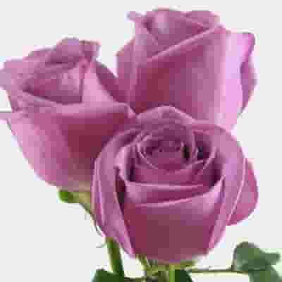 Rose Cool Water Lavender 60cm