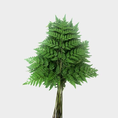 Wholesale flowers prices - buy Leather Leaf Fern Greenery in bulk