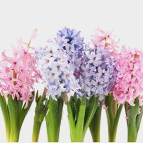 Wholesale flowers prices - buy Hyacinthus Assorted 5 Stem Bun in bulk