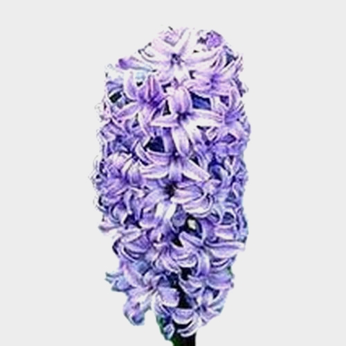 Hyacinthus Blue Flower