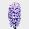 Hyacinthus
