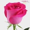 Hot Pink Rose 60 cm.