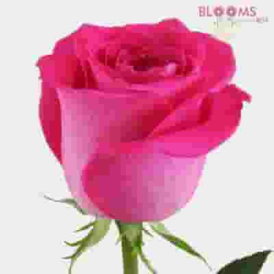 Hot Pink Rose 60 cm.