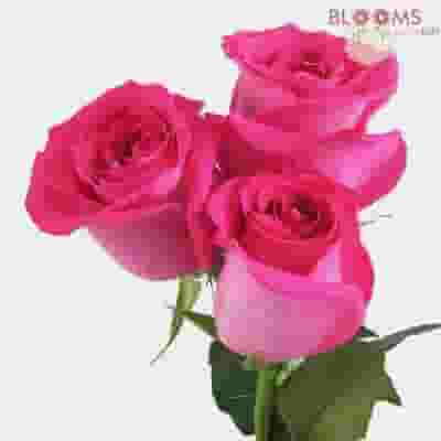 Hot Pink Rose 60 cm.