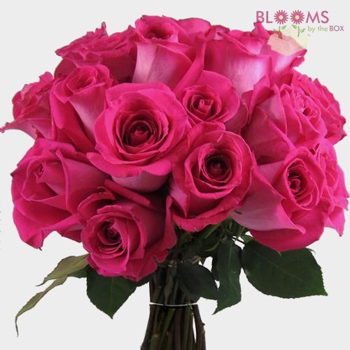 Hot Pink Rose 60 cm.