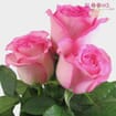 Pink Rose 40 cm.