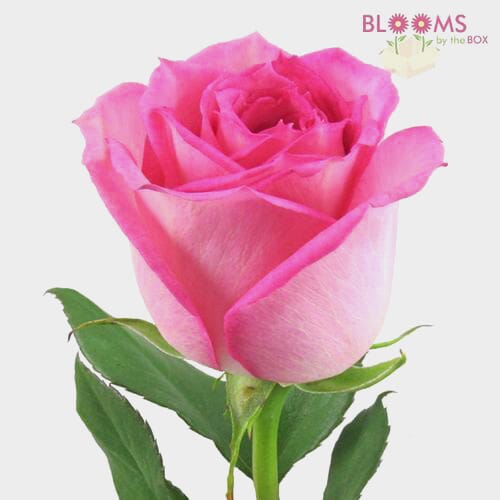 Pink Rose 50 cm.