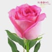 Pink Rose 50 cm.