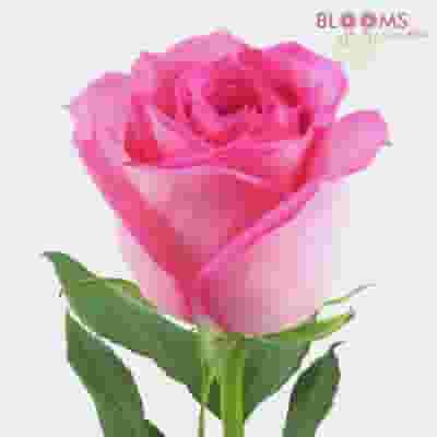 Pink Rose 50 cm.